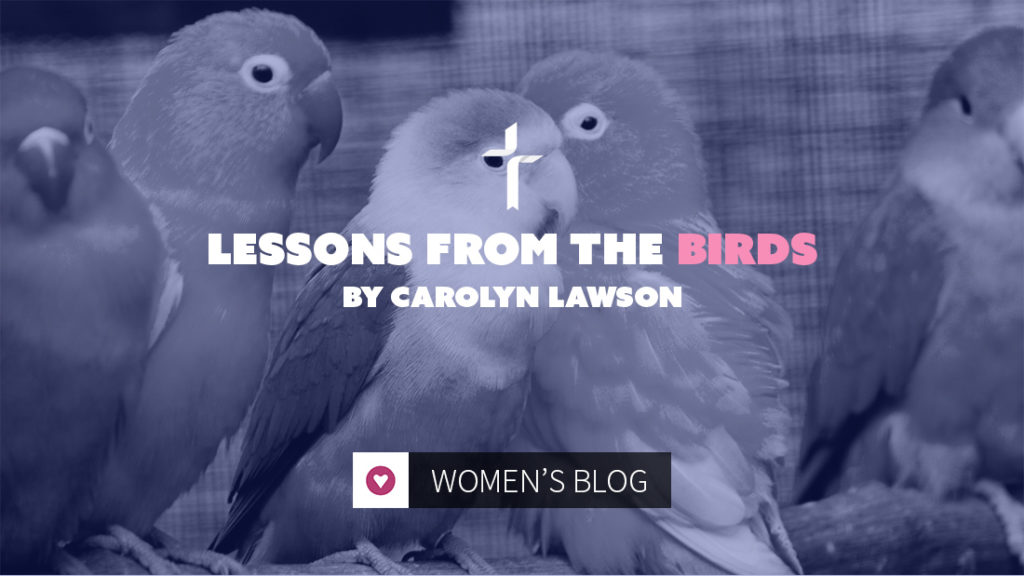 lessons from the birds